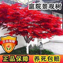 鸡爪槭树苗红枫树四季红庭院风景树红枫大树抗寒名贵花卉室外植物