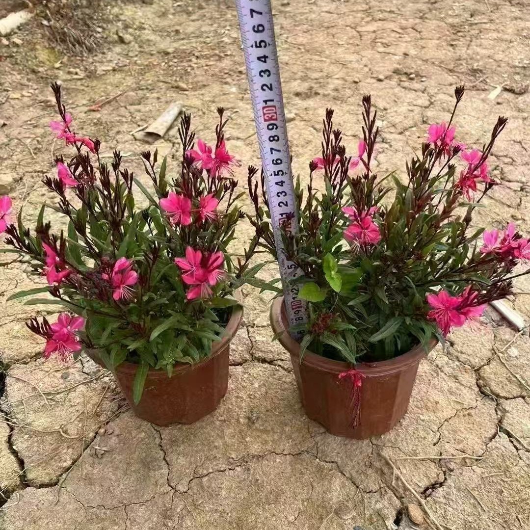 山桃草盆栽袋苗千山桃草耐热多季开花庭院阳台易成活四季开花植物