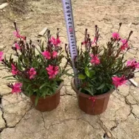 Посадочные растения Prunus pumila в горшках, Prunus pumila, термостойкие, многовременное цветение, легко выдерживают двор и балкон, четырехсезонные цветущие растения.