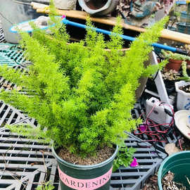 天门冬盆栽大苗 狐尾天门冬 冬天冻不死天门冬草易养 植物绿植盆