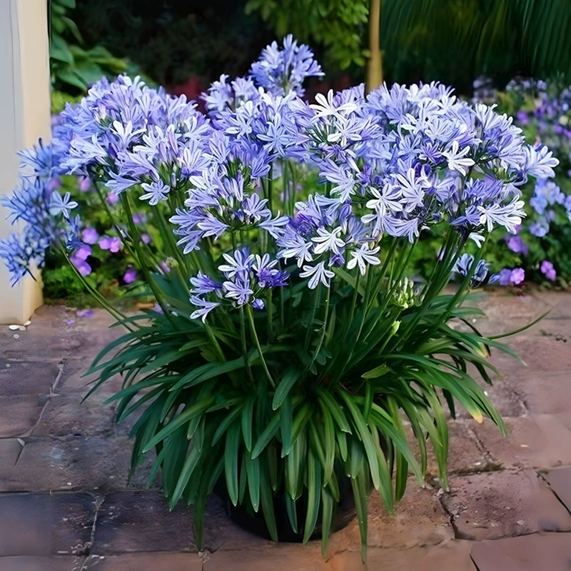 Дропшиппинг ризомов агапантуса в горшках, многолетних садовых холодостойких цветочных растений, для посадки в помещении, на балконе, в земле и во дворе.