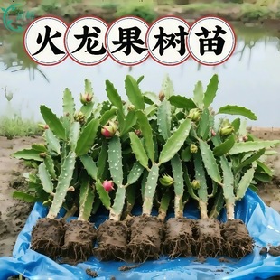 �t�Ļ������޽ӹ��������ϱ����ļ��Nֲˮ�������̨ͥԺ����Y��