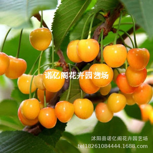 �޽��������Ҙ��m�S����ˮ�����������Ե����ϱ����Nֲ����Y��