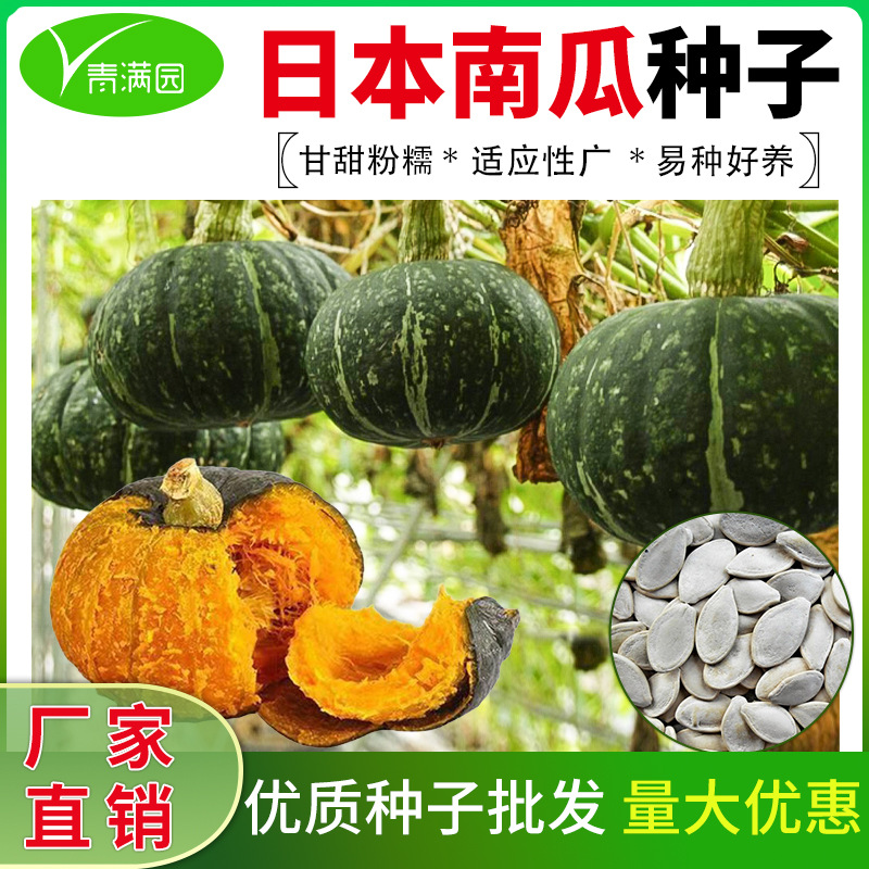 Wholesale Japanese Pumpkin Seeds, Black Pimpled Melon Seeds, Sweet Floury Melon Seeds, Thick Flesh, Climbing Vines, Fruits and Vegetable Seeds