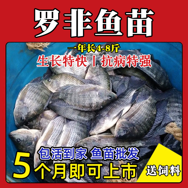 Large Variety of Crispy Meat Tilapia Fry, Single-Sex Extra-Large African Crucian Carp, Fushou Fish, Freshwater Cultured Grass Carp Package Live Large Variety of Crispy Meat Tilapia Fry, Single-Sex Extra-Large African Crucian Carp, Fushou Fish, Freshwater Cultured Grass Carp Package Live