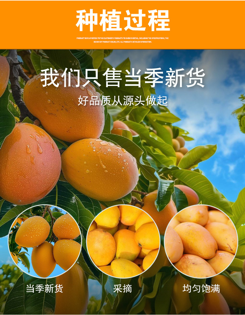 Freeze-Dried Mango Slices (Mangifera indica) — Dried Fruit Snack & Herbal Tea Ingredient preparation