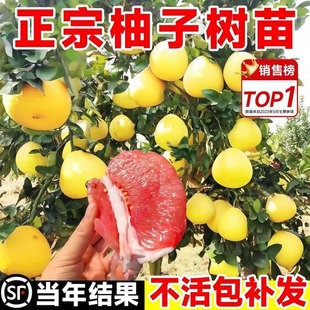 Pomelo Tree Seedling Grafted Fruit Tree Seedling Wendan Ma Jia Red Heart Honey Pomelo Courtyard Planting Fruit Seedlings in South and North Seasons