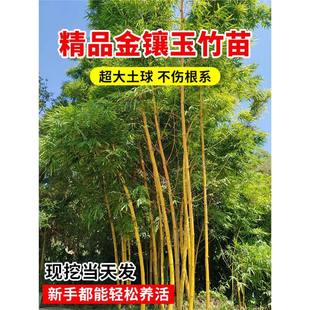 �����������ͥԺ�ļ����౱���ͺ����F�S�����������^�p���^ֲ��