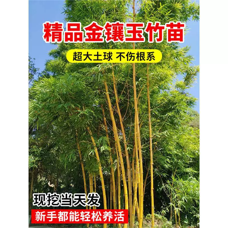 Золотые нефритовые бамбуковые саженцы для двора, вечнозеленые, северные, морозостойкие, драгоценные золотые бамбуковые горшечные декоративные ландшафтные растения