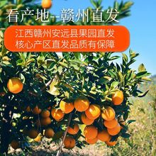 顺丰江西赣南脐橙甜橙子当季新鲜水果整箱果冻橙大果现摘批发