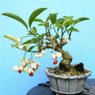 �ͺ�΢���辰�lì�湭�����k�������԰��]