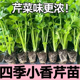 盆栽;其他园林植物;仙人掌及多肉