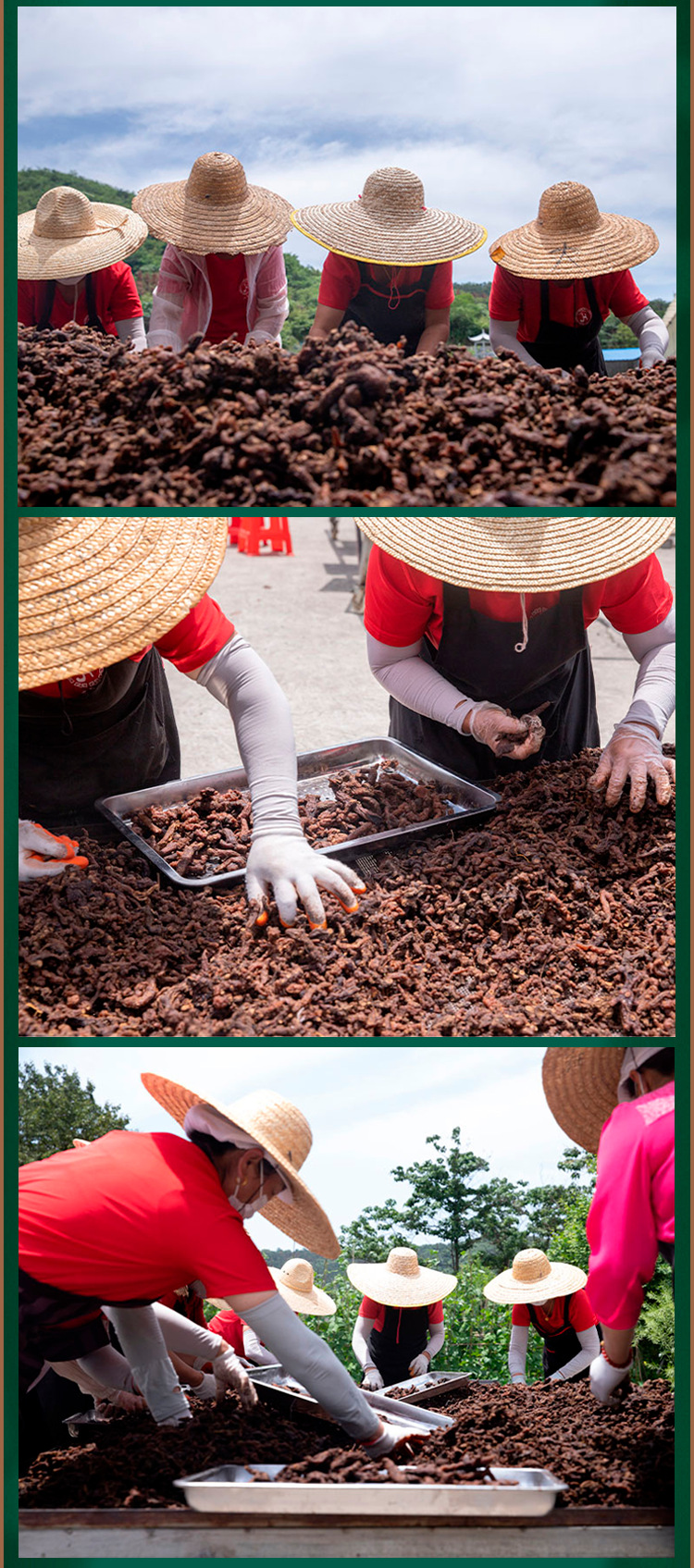Nine-Steamed Jiuzhi Huangjing Sliced Tea Polygonatum Ready to Eat and Brew 360g Gift Box in use