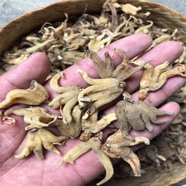 西藏特产野生手掌参林芝海拔4600米无添加晒干大个佛手参阴阳参个