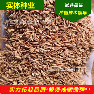 Sales of North China Forsythia Seeds, Cold-Resistant and Frost-Resistant Sources, Northeastern Forsythia Seeds, Fresh Germination, Fast Germination Speed