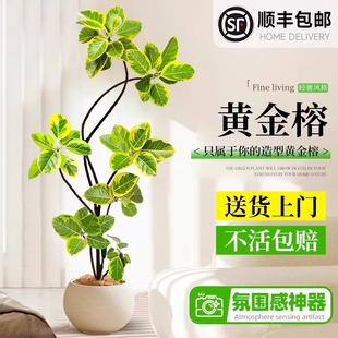 Large Indoor Potted Golden Banyan Tree for Living Room, Easy to Care For, Suitable for Prosperity