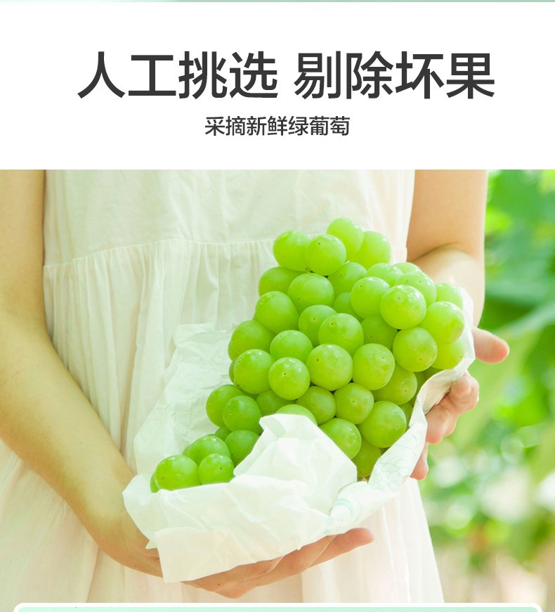Ninganbao Xinjiang Turpan Green Raisins 450g Dried Seedless Grapes in use
