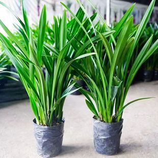 ��ʮ�����F�m������Ʒī�m��ڎ������҃����ԝ��㻨���^��ֲ��