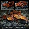 [Deep Water] 2 micro-colored violet crabs (carapace 2-3cm) (color depth