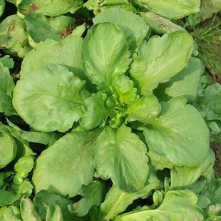 ���~�������r������~������͟��̨���Բ˻���߲�