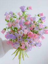 紫色风铃花鲜花云南直发小众花材家用水培插花风铃草鲜切花花束