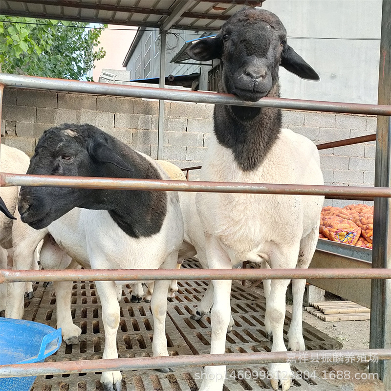 杜泊绵羊怀孕母羊黑头杜泊绵羊种公羊活体杜泊绵羊养殖场