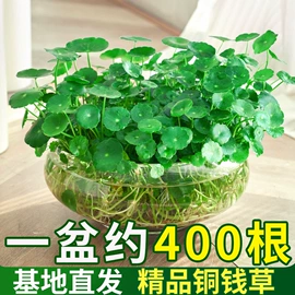 盆栽;乔木;花盆容器