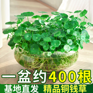 It Is Good to Grow Money Grass in All Seasons. Hydroponic Potted Green Plants in the Living Room and Office. Flowers and Green Dill Water to Grow Money Grass Seeds
