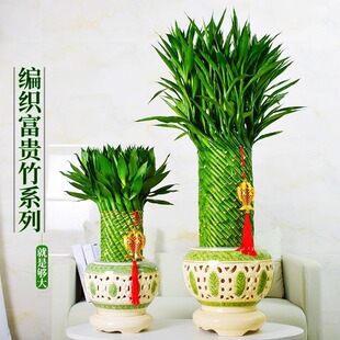 �����߸��F��ֲ���_�\�������Կ͏dˮ�B���;Gֲ�҃���ؔ���w���w