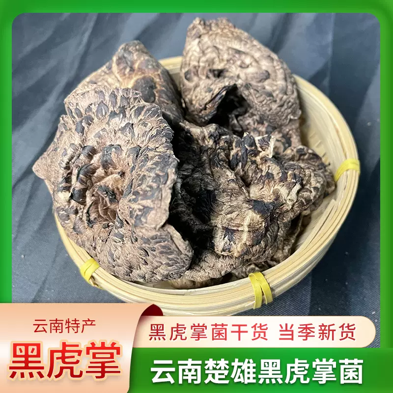 云南楚雄特产黑虎掌菌食用菌新鲜煲汤蘑菇类香菇黑虎掌菌干货