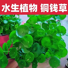 ���� �~�X�� �ַQ�㹽�� �A�Ų�