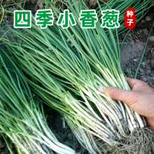 �ļ�С���[�ѷN���׷NС�[�N���̨�҃������[�N�Ӽ�ͥ�˷N��