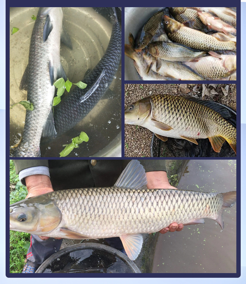 宝贝详情图10.jpg?x-oss-process=image/format,png