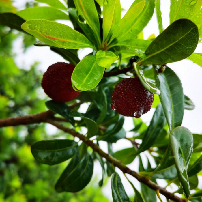 [National air]Yunnan Alpine Bayberry fresh Bayberry Season Now pick Now send