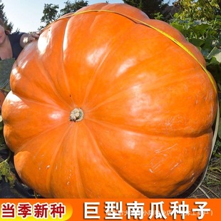 �����ϹϷN�ӿ��^�ٽ�ǳ����ϹϷN������Ʒ�N�߲˷N�Ӵ�ȫ