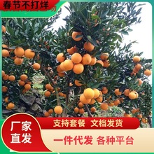 һ�����l�t�ĳ��Ә���Ě����~�ɠ����Ә����Ϸ��Nֲ����ͥԺ