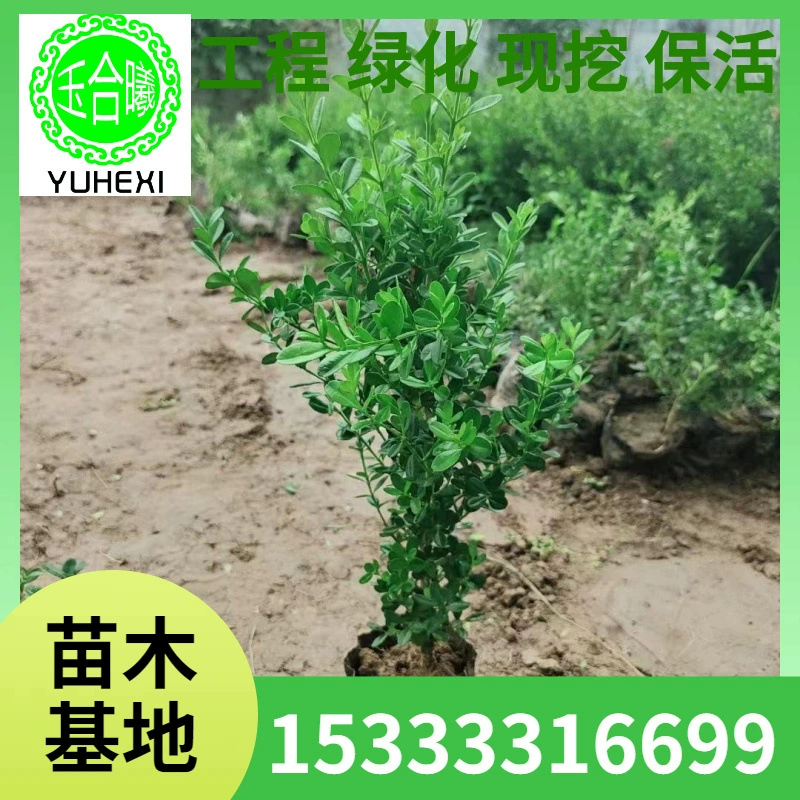 Саженцы самшита, саженцы самшита с семенами дыни, саженцы самшита с мелкими листьями, зеленые живые изгороди, саженцы самшита в питательных чашках