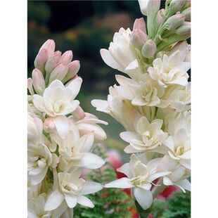 ذNҹͶֲͺ҃ͥԺļ_