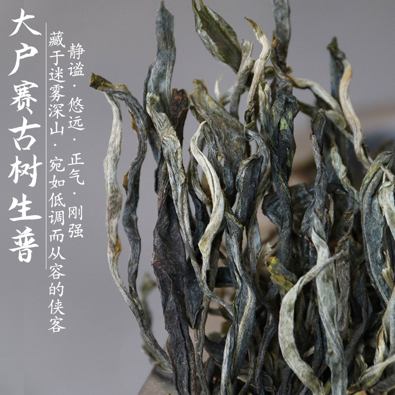 2024头春大户赛古树生普临沧古树纯料普洱茶生茶500g批发古树茶叶