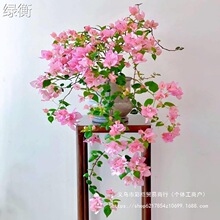 ����÷�Ϙ��������ļ��_���Gֲ���Ժ��B���̨ͥԺ�����ذ괹�z��