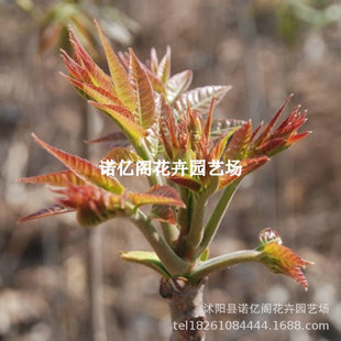 Red Oil Toon Tree, Authentic Dwarf Edible Fragrant Spring Saplings, Sichuan Spring Buds, Southern Planting Fruit Trees, Fruit Seedlings, Potted Plants