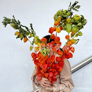 �����ɿ��~ֲ��A����{���ɻ�������\���\���ӻ����Ĕz����