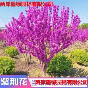 ���G�������骚�U�������G���Ѳ���M�l�tͥԺ�е��G��ֲ����ľ