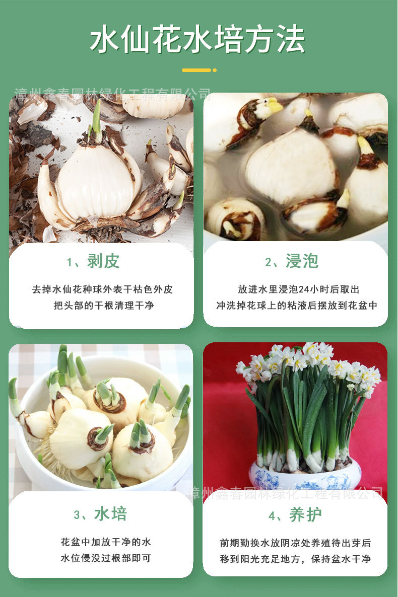 水仙花详情图_06