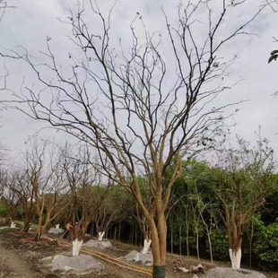 �ɶ����س��۴�Ҏ���������Ә�G��ͥԺ�Nֲ ���΃����n������