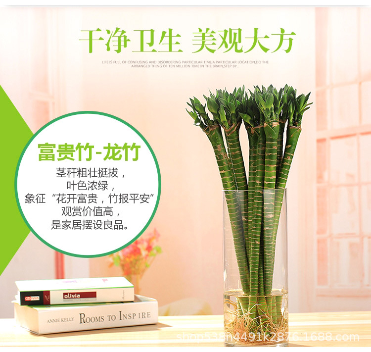 O1CN01WXQohq26fbqnoTgSA_!!4241