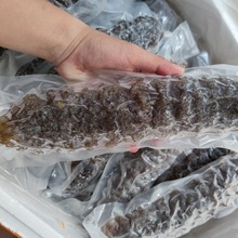特级螺纹参龙纹参大海参冷冻水发大乌参速发散装新鲜冷冻即食包邮
