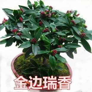 Phnom Penh Daphne Cold-Resistant Flower Ornamental Plant Indoor with Florals Strong-Scented Flower Ornamental Potted Plant All Year Round Bonsai Green Plant Flower