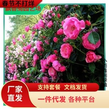 һ�����l���ܷN���Nޱ���N���������¼�õ���ļ��_��������ԮͥԺ