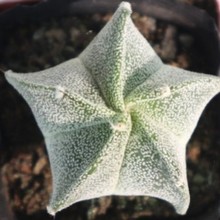 �[�P����ǰ�ɳ  ���P��  ������ �ķN�� 4-6cm���o����ֲ��